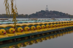 《Duck Boat in Beihai》     獲 Merit 獎       作者：周坚鸣