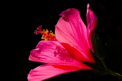 《Flower》     獲 Merit 獎       作者：杨晓红