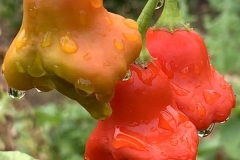 《Bell Pepper》     獲 Merit 獎       作者：文华