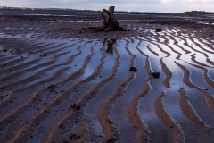 《Low tide》     獲 Merit 獎       作者：孔德慧