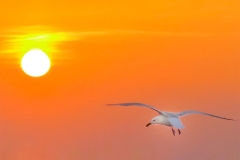 《Sun chasing》     獲 Honour 獎       作者：万里芳