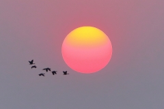 《Africa Sunset》      獲Merit獎     作者：严岗