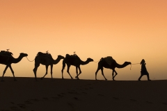 《Camels in Desert》      獲Merit獎     作者：王一采