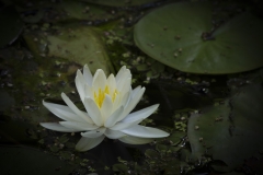 《Water Lily》      獲Merit獎     作者：孔德慧