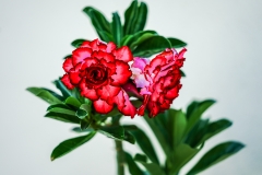 《DESERT ROSE IN SUMMER》      獲Merit獎     作者：孙毅