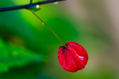 《Flower》      獲Merit獎     作者：孙毅