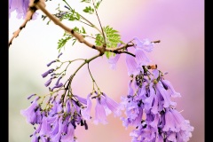 《Jacaranda》      獲Merit獎     作者：韦钢