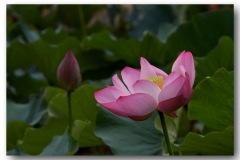 《LOTUS》      獲Merit獎     作者：李超
