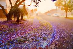 《Jacaranda 1》      獲Merit獎     作者：裴维平