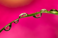 《A World In A Flower》      獲Merit獎     作者：陈少君
