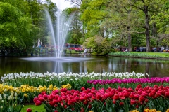 《Keukenhof Park Fountain》      獲Merit獎     作者：李彩萍