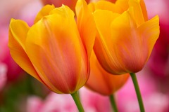 《Tulips》      獲Merit獎     作者：李彩萍