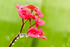 《Rain Flower》      獲Merit獎     作者：万里芳