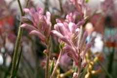 《Kangaroo Paw》      獲Merit獎     作者：郑碧华