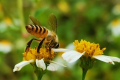 《Gather Honey》      獲Merit獎     作者：文华