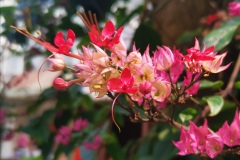 《Brilliant Blooming》      獲Merit獎     作者：文华