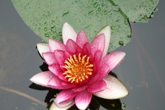 《Lotus In Summer》      獲Merit獎     作者：李夏