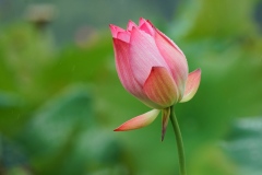 《Lotus After Rain》      獲Merit獎     作者：李夏