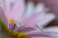 《Flower Drop》      獲Honour獎     作者：徐克钏