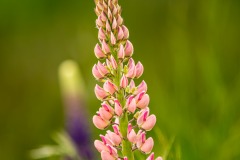 《Pink Lupin》      獲Honour獎     作者：李彩萍