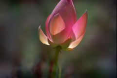 《  LOTUS》      獲Honour獎     作者：伍詠梅
