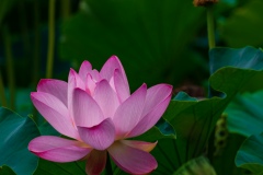 《Lotus》      獲Honour獎     作者：孙毅