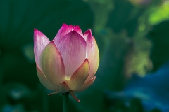 《Water Lily》      獲Honour獎     作者：孙毅