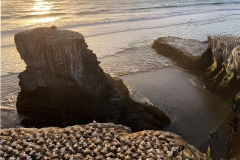 《Muriwai Gannet Colony》     獲 Merit 獎       作者：郑碧华
