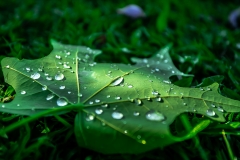 《Green》     獲 Merit 獎       作者：宋娜