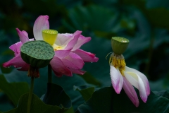 《Rain Lotus》     獲 Merit 獎       作者：孙毅