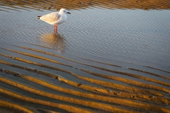 《Seagull》     獲 Honour 獎       作者：孔德慧