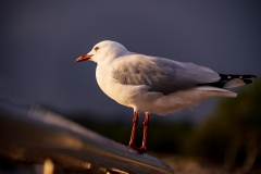 《Morning Gull》     獲 Honour 獎       作者：孙毅