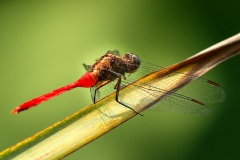 《Dragon Fly》      獲Merit獎     作者：韦钢