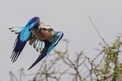 《Flying Lilac Breasted Roller》      獲Merit獎     作者：李洪玉
