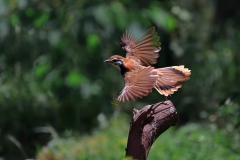 《Flying Bird》      獲Merit獎     作者：严岗