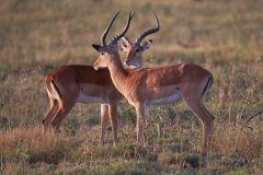 《African Antelope》      獲Merit獎     作者：严岗