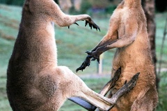 《Fighting  Kangaroo》      獲Merit獎     作者：孙伟明