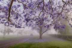 《Jacaranda》      獲Merit獎     作者：傅越