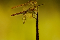 《Dragonfly Twins》      獲Merit獎     作者：陈少君
