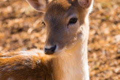 《Deer》      獲Merit獎     作者：杨晓红