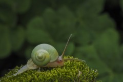 《Snail》      獲Merit獎     作者：孔德慧