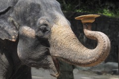《Elephant》      獲Merit獎     作者：孔德慧