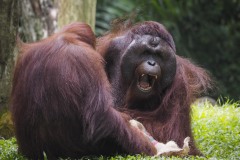 《Orangutan》      獲Merit獎     作者：孔德慧