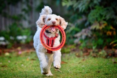 《My Little Dog Bobby》      獲Merit獎     作者：田利平