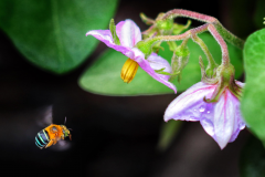 《Busy Bee》      獲Merit獎     作者：伍詠梅