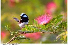 《Bird With Flowers》      獲Merit獎     作者：黄汉豪