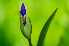 《Iris》      獲Merit獎     作者：孙毅