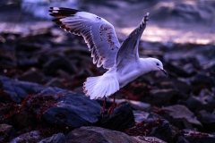 《Early Gull》      獲Merit獎     作者：孙毅