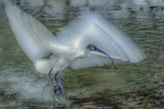 《To Take Off》      獲Honour獎     作者：吴子明