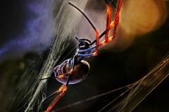 《Web Spinning》      獲Honour獎     作者：陈少君